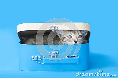 Tiny brown tabby kitten peeking out from a blue box, blue background. Stock Photo