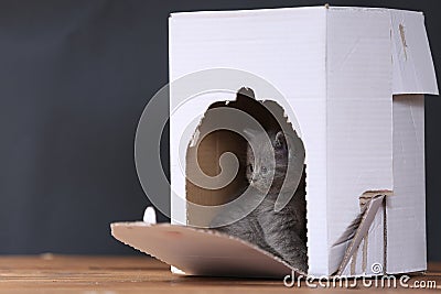 Kittens in box Stock Photo