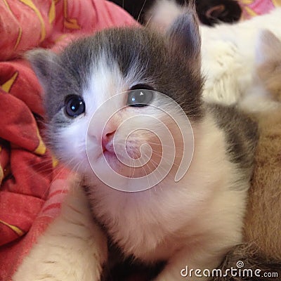 Kittens are the cutest on earth Stock Photo