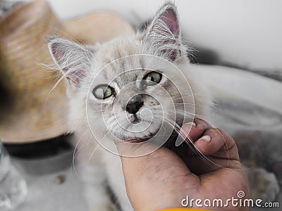 Kittens are docile and adorable pets Stock Photo