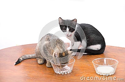Kittens drinking milk Stock Photo