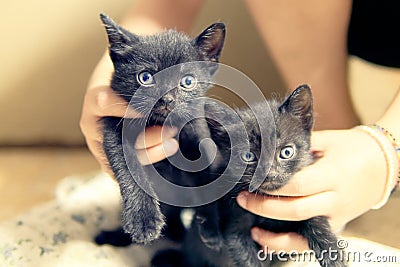 Kittens little cats with blue eyes Stock Photo