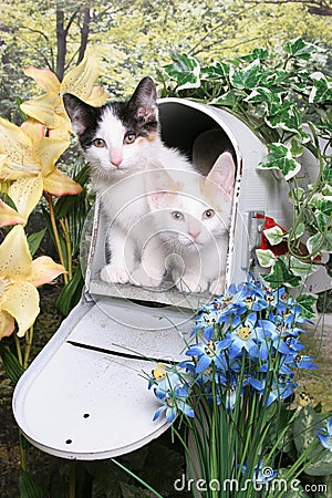 Kittens in a Mailbox Stock Photo