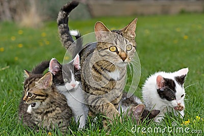 Kittens and mother. Stock Photo