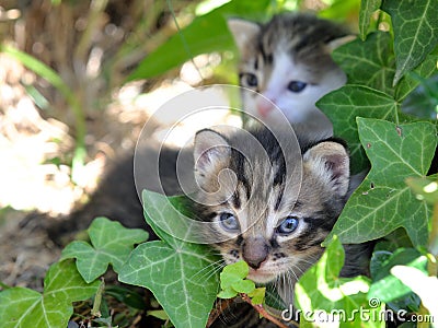 Kittens Stock Photo