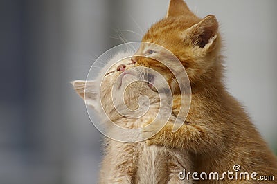 Kittens Playing . Two young cats playfighting outdoors. Stock Photo