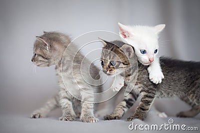 Kittens playing Stock Photo