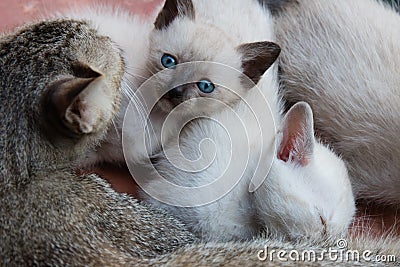 Kittens and mom cat Stock Photo