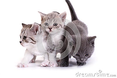 Kittens plays on a white background Stock Photo