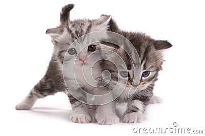 Kittens plays on a white background Stock Photo
