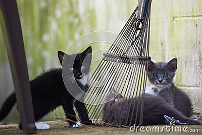 Kittens staring Stock Photo