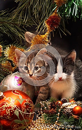 Kittens under a New Year tree Stock Photo