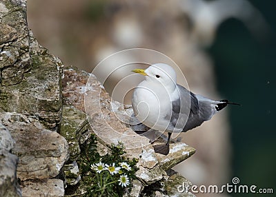 Kittiwake on the chalk cliffs of east Yorkshire, Uk. Stock Photo