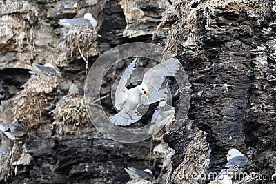 A Kittiwake hovering at a sea bird colony, north of Svalbard in the Arctic Stock Photo