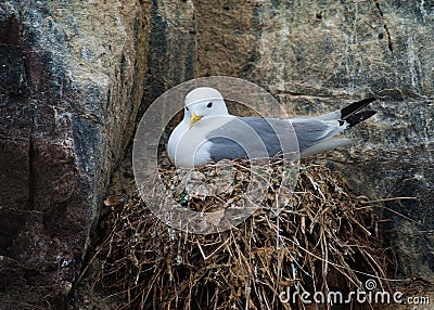 Kittiwake on nest Stock Photo