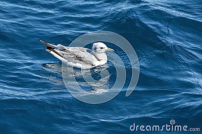 Kittiwake Rissa tridactyla flying above the sea in Ligurian Mediterranean sea rare sighting Stock Photo