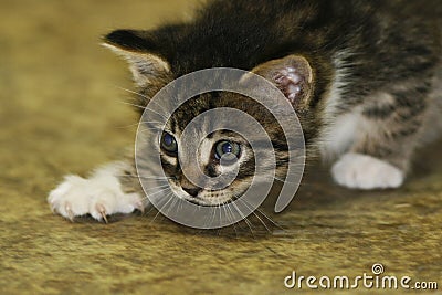 Kitty Stock Photo