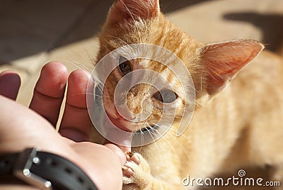 Kitty bitting finger Stock Photo