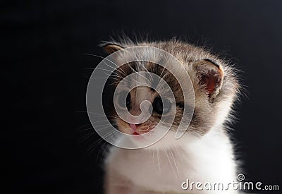 Kitty before black background Stock Photo