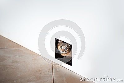 The kitty cat hiding, looks through a small hole Stock Photo