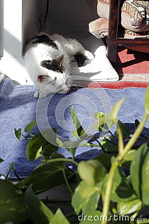 Kitty Cat Sleeping in a Corner Stock Photo