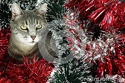 Kitty covered by tinsel Stock Photo