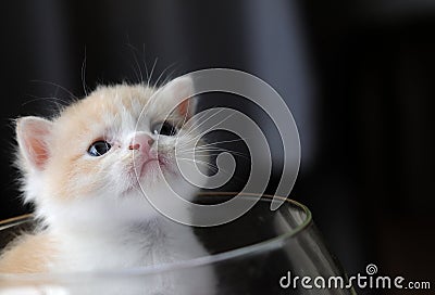 Kitty in glass Stock Photo