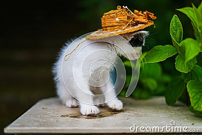 kitty with a hat lookiing at some leafs Stock Photo