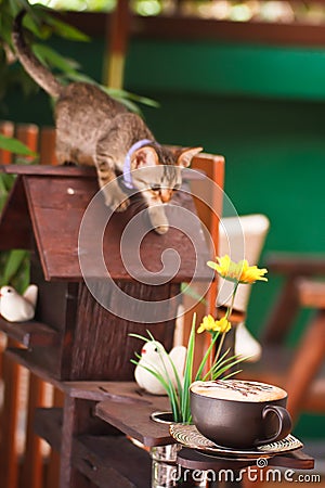 Kitty looking at coffee cup in garden Stock Photo