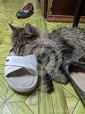 The kitty loves to sleep in women's shoes Stock Photo