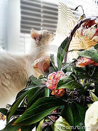 Kitty loves to smell flowers. Stock Photo