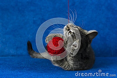 Kitty with yarn ball Stock Photo