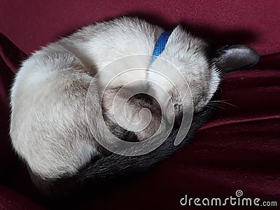 Siamese Dreamworld Stock Photo