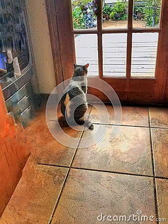 Kitty waits at the french door large tiled pine door Tampa Florida Stock Photo