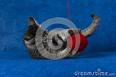 Kitty with yarn ball Stock Photo