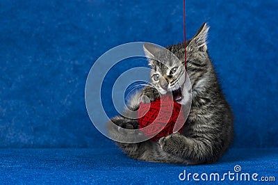 Kitty with yarn ball Stock Photo