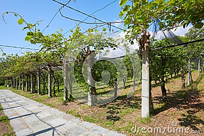 Kiwi and apple orchard and stone tiled path in a summer day, Italy Stock Photo