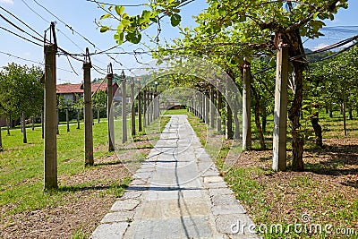 Kiwi and apple orchard and stone tiled path in a sunny day, perspective Stock Photo