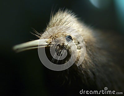 Kiwi bird Stock Photo