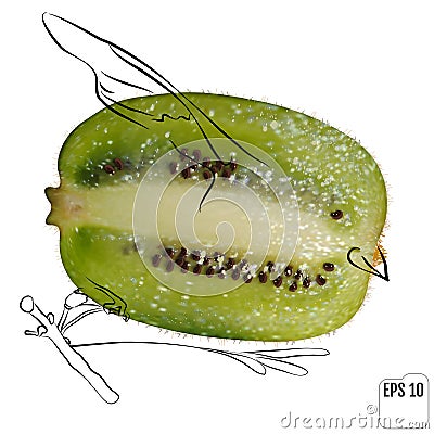 A kiwi bird drawn on the basis of kiwi fruit. One kiwi bird with Vector Illustration