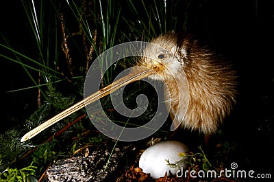 Kiwi bird and an egg Stock Photo