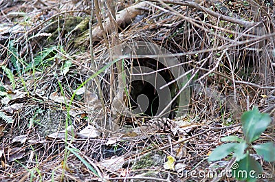 Kiwi bird habitat Stock Photo