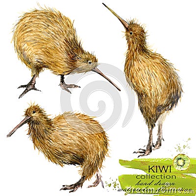 Kiwi bird hand drawn watercolor illustration Cartoon Illustration