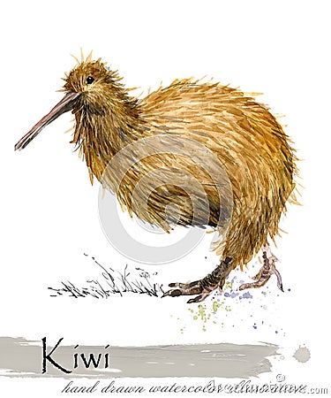 Kiwi bird hand drawn watercolor illustration Cartoon Illustration