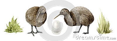 Kiwi bird set. Watercolor illustration. Hand drawn apteryx native New Zealand avian. Kiwi bird realistic front , side Cartoon Illustration