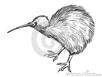 Kiwi bird, symbol of New Zealand Cartoon Illustration