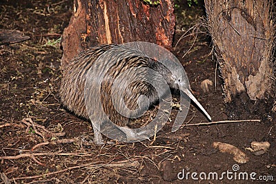 Kiwi in bush Stock Photo