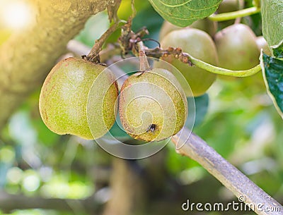 Kiwi Stock Photo