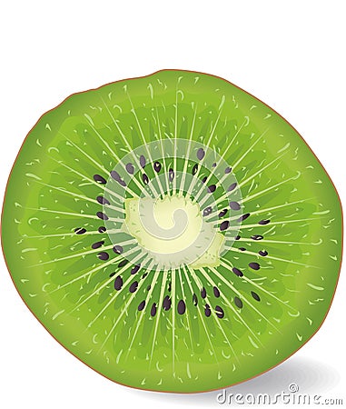 Kiwi fruit Vector Illustration