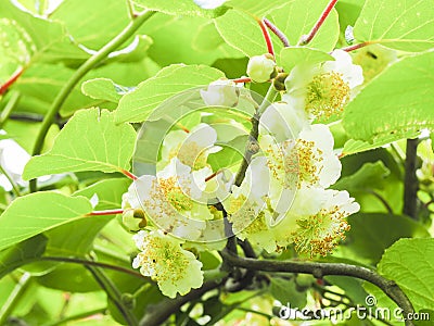 Kiwi fruit flowers tree Stock Photo